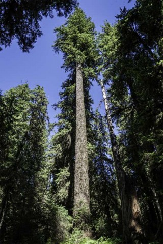 The-Big-Trees