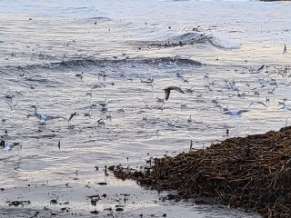 Seagulls flying above the waves.