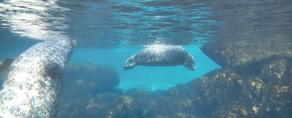 Seals at play underwater at the Nordsoen Oceanarium, Hirtshals, Denmark