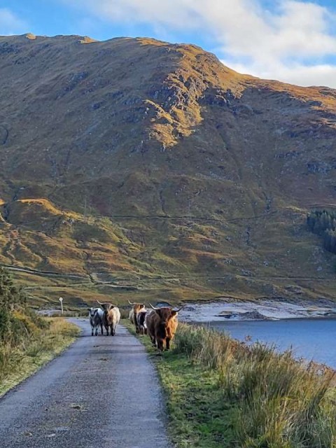 Highland Cattle in front of the mountains.