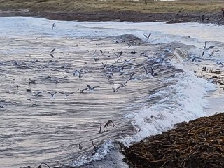 Seagulls at play on the shore